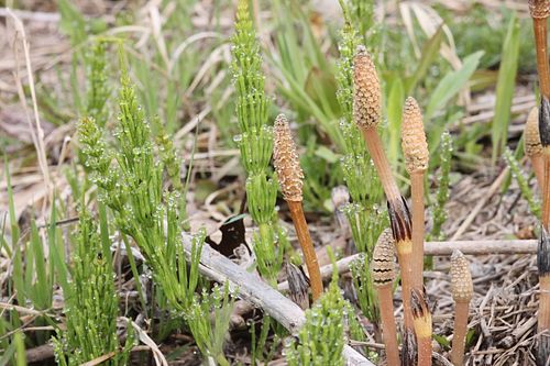 Equisetum californicum